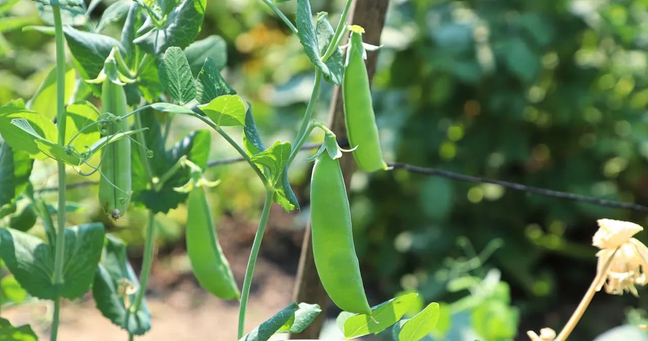 Kiedy sadzić groszek do gruntu, aby uniknąć nieudanych zbiorów?