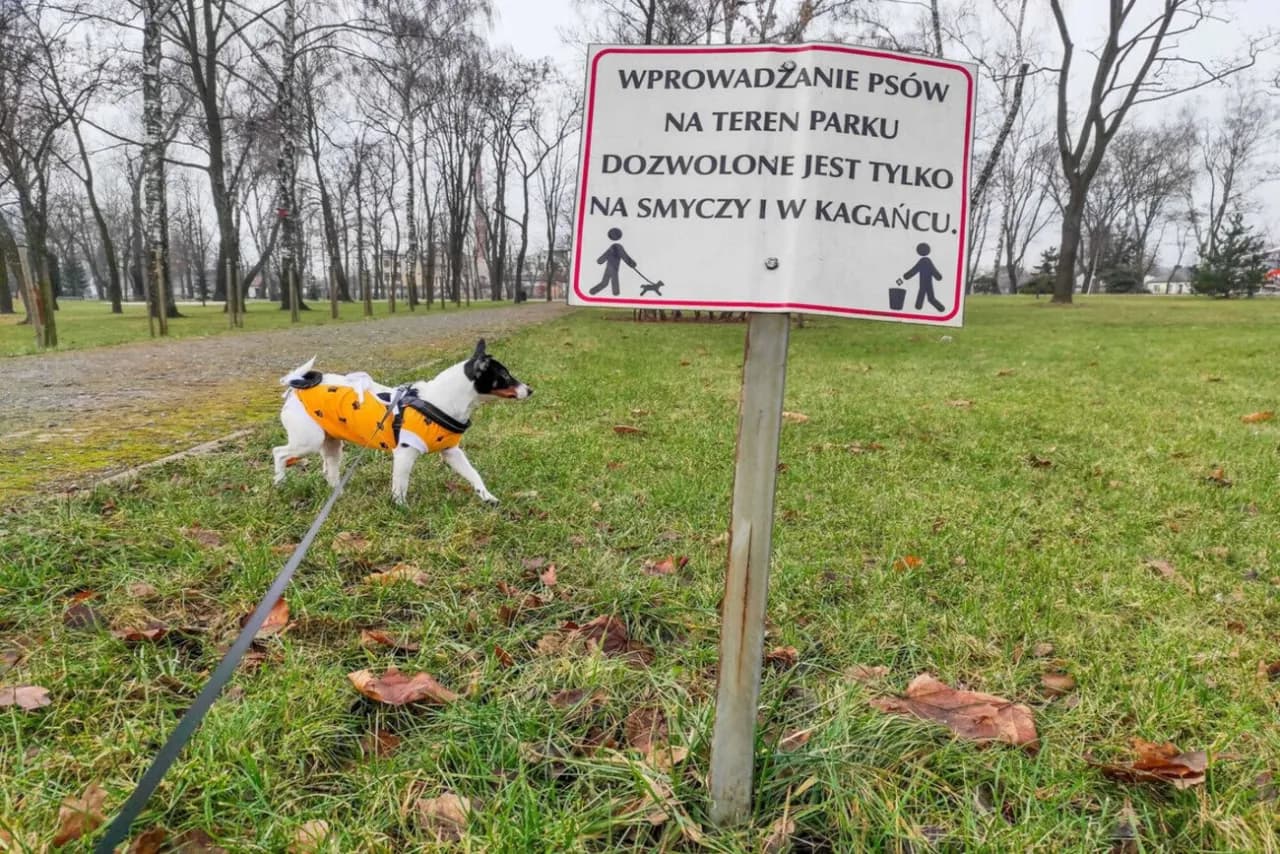 Czy pies może sikać na trawniku? Sprawdź skutki i zasady.
