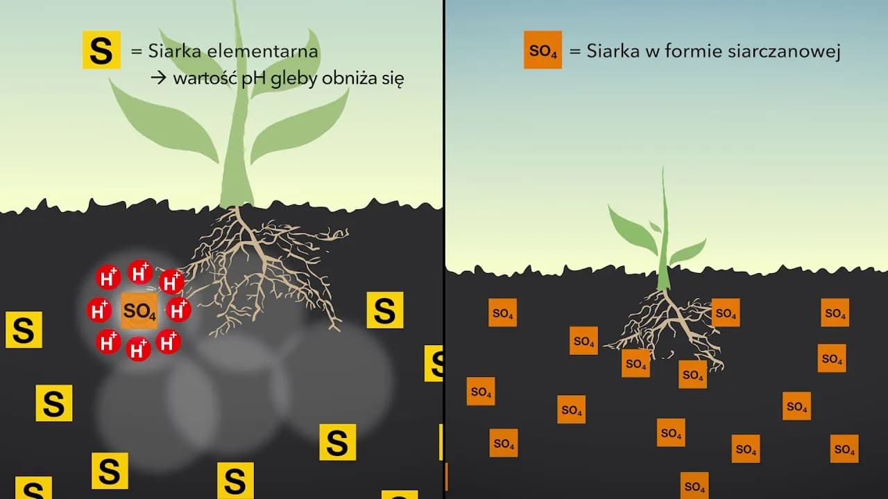 Czy siarczan potasu zakwasza glebę? Odkryj prawdę o pH gleby