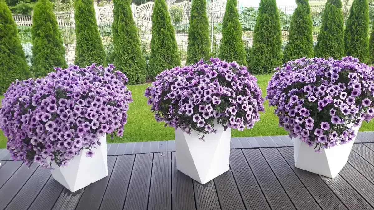 Jakie kwiaty na schody przed domem? Odkryj najlepsze rośliny do donic