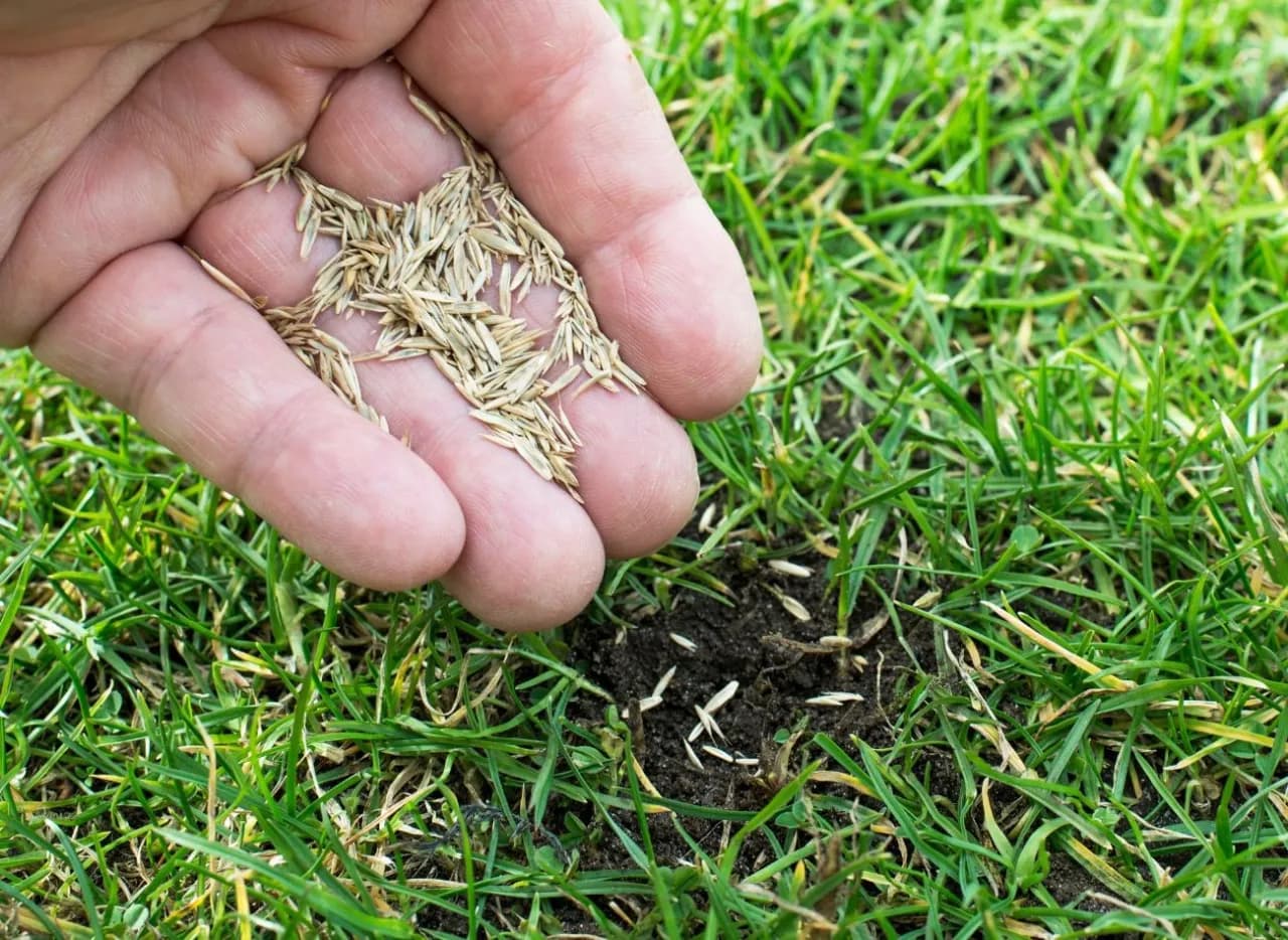 Najlepsza trawa na trawnik - opinie i porady z forum użytkowników