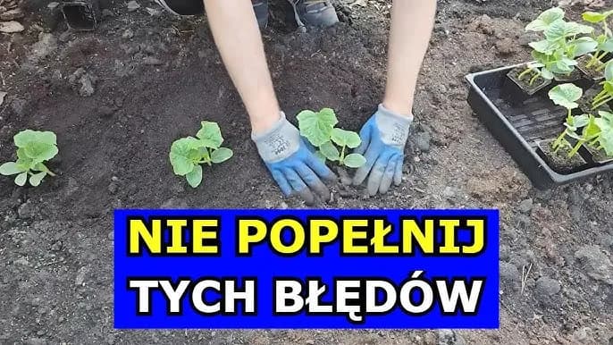 Jak uprawiać ogórki w gruncie – unikaj najczęstszych błędów i chorób