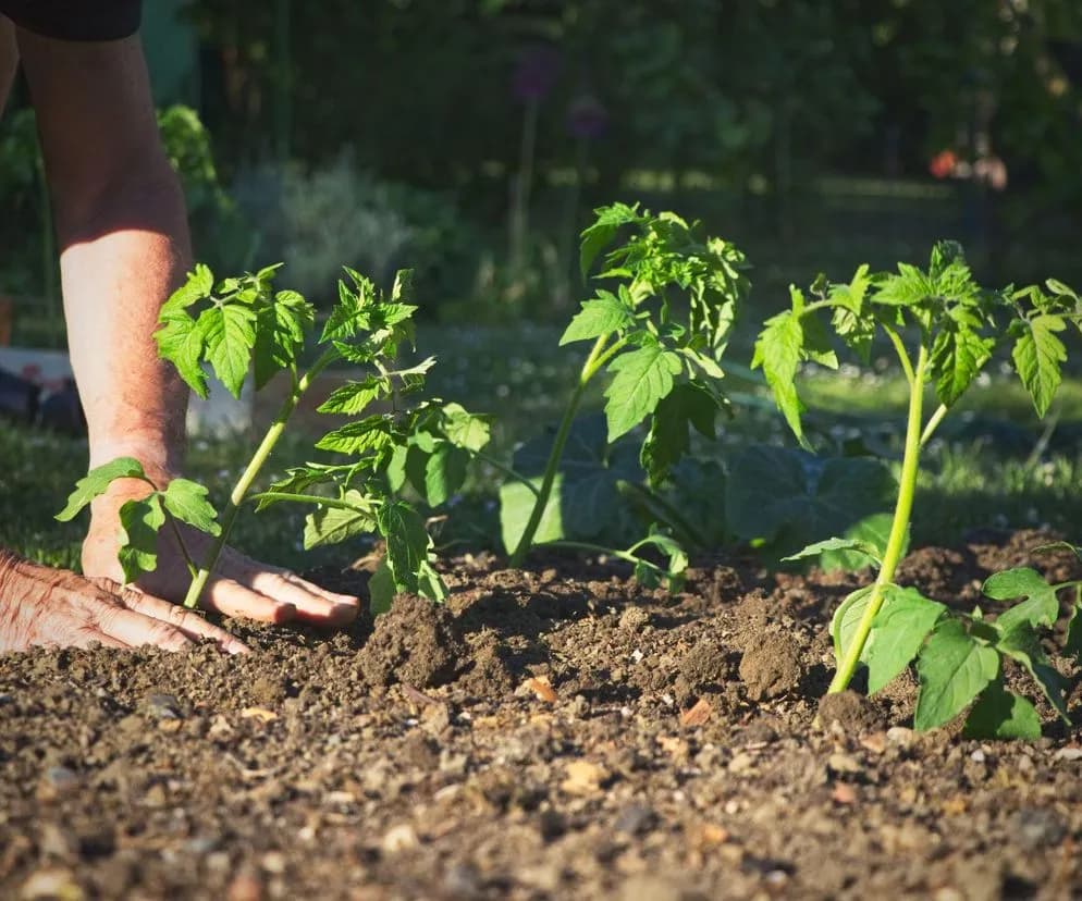 Jak siać pomidory do gruntu, aby uniknąć najczęstszych błędów