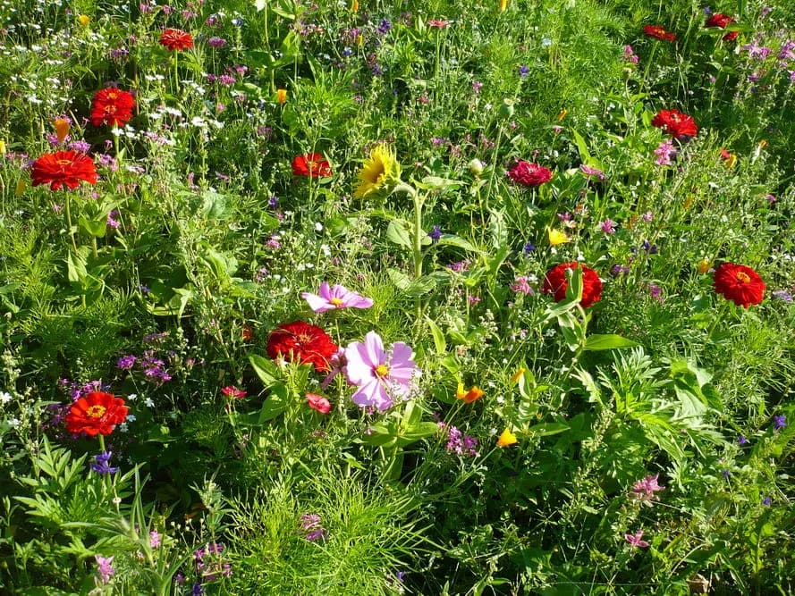 Co sadzić w kwietniu do gruntu? Odkryj najlepsze rośliny do uprawy