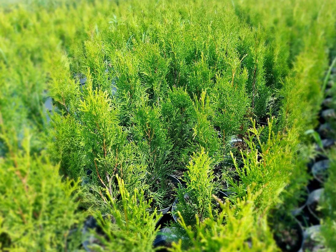 Kiedy sadzić tuje kopane z gruntu, aby uniknąć niepowodzeń?
