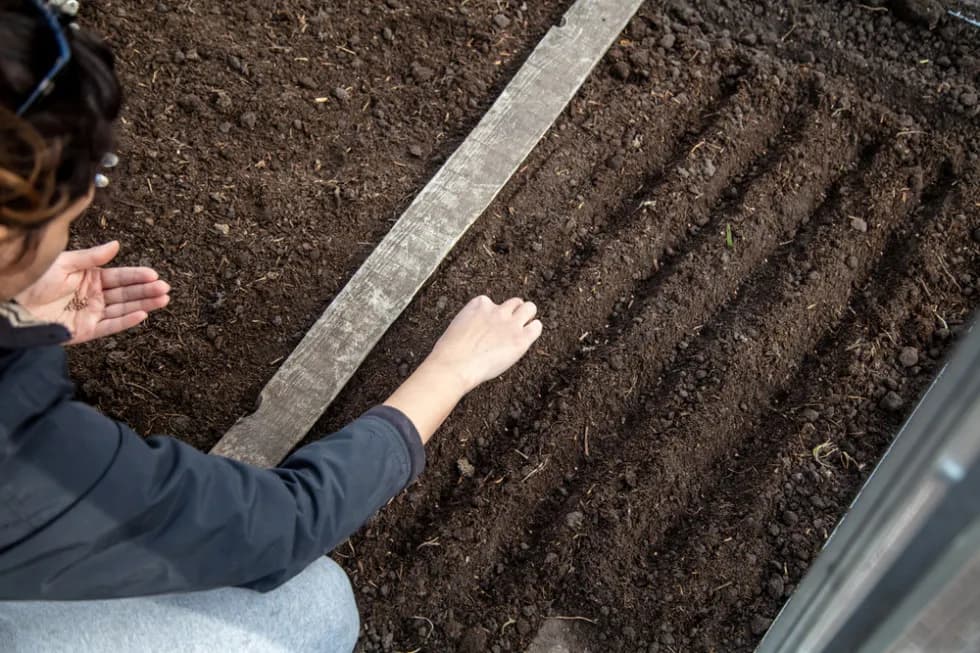 Kiedy siać marchew do gruntu, aby uniknąć nieudanych zbiorów