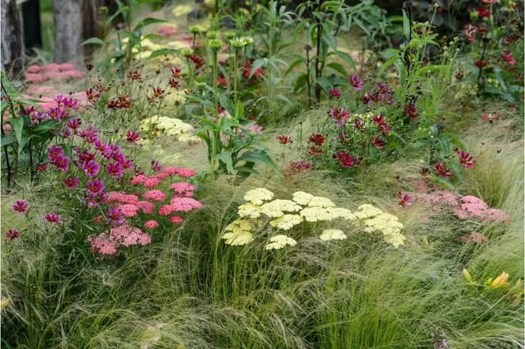 Jakie krzewy na słoneczny taras - rośliny, które przetrwają upał